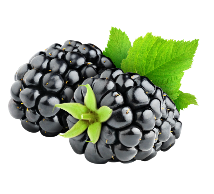 brombeer_website pictures